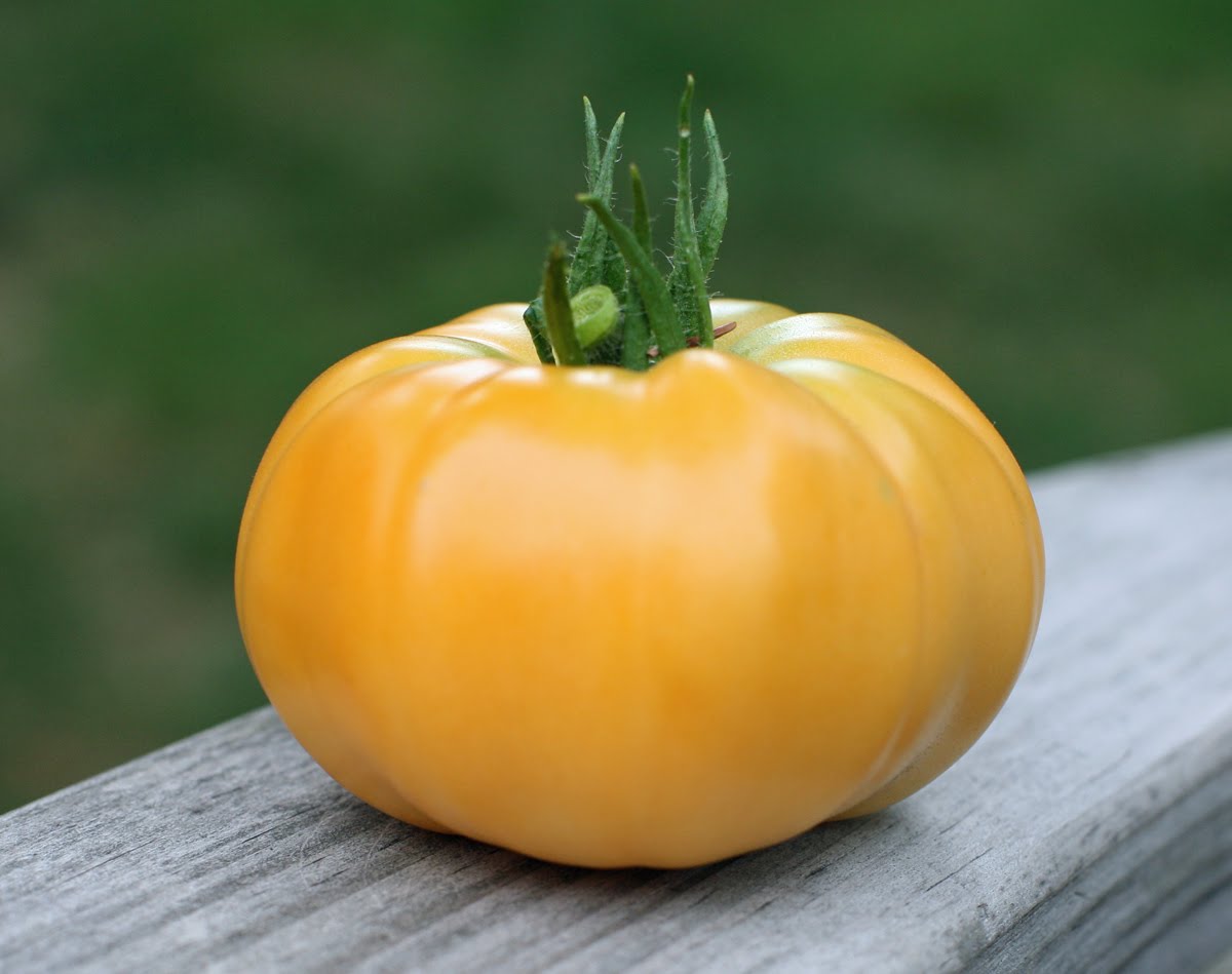 Tomate jaune2